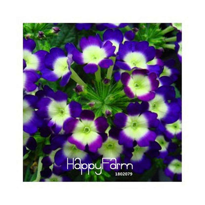 Colorful Verbena Hybrida Seeds - Vibrant Bonsai Flower Seeds for Home Garden Planting