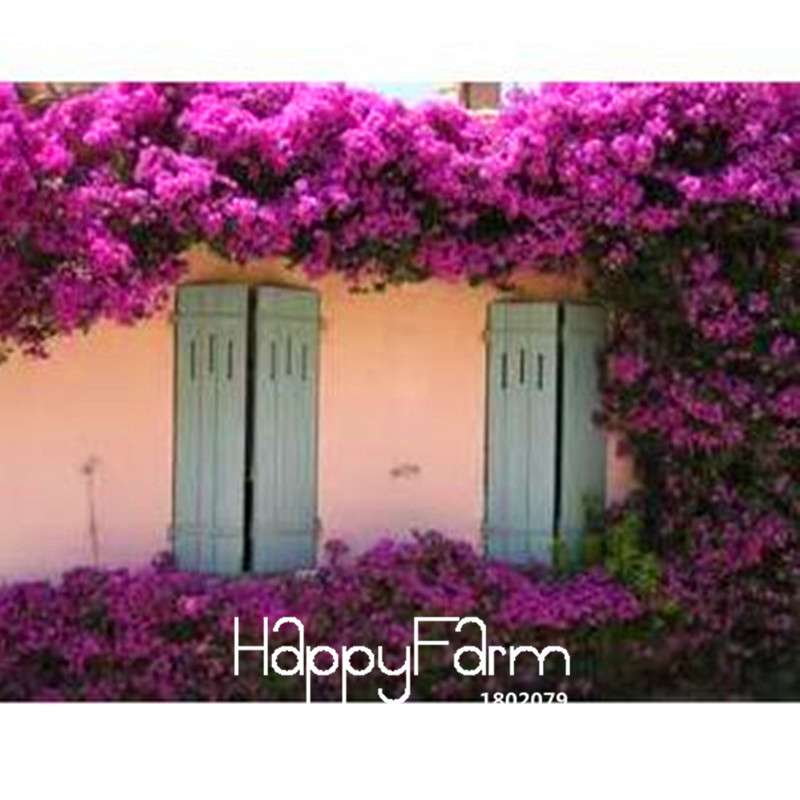 Colorful Bougainvillea Seeds - Spectabilis Willd Bonsai Flower Plants for Home Garden