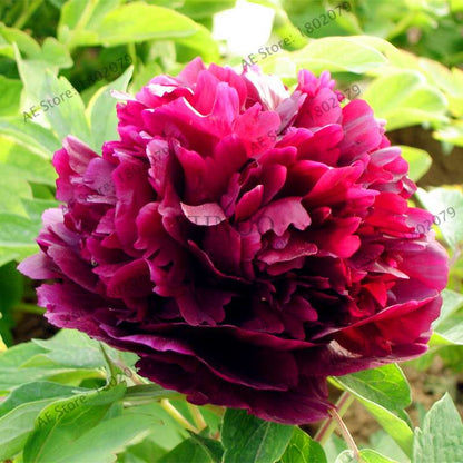 Rare Perennial Peony Seeds - Mixed Colors & Species, Bonsai Flower Tree for Home & Garden