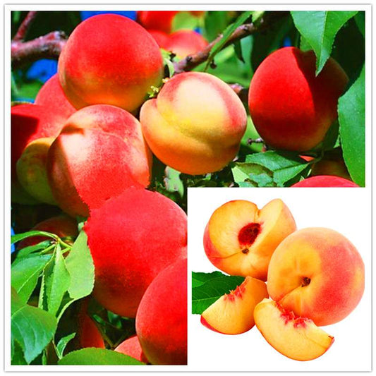 Sweet Peach Tree Seeds - Dwarf Bonanza Bonsai Fruit for Home Garden Planting