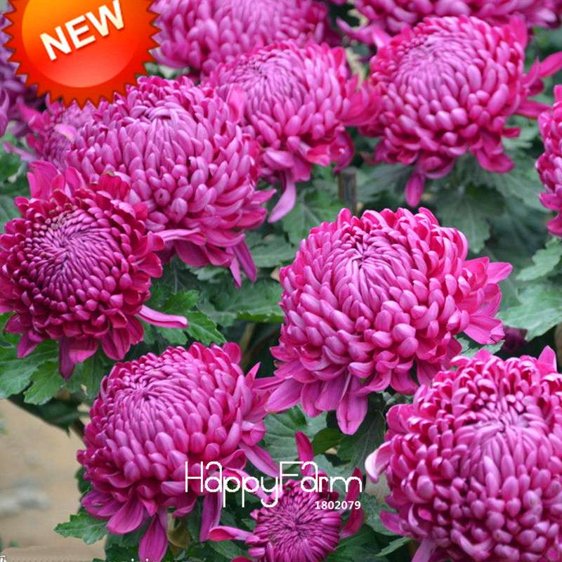 Purple Red Chrysanthemum Seeds for Balcony - Beautiful Potted Flowers
