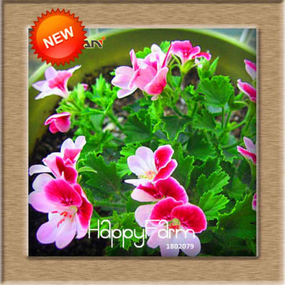 Pelargonium Peltatum Seeds - Geranium Flower Seeds, 17 Colors, Perennial Blooms for Garden & Containers