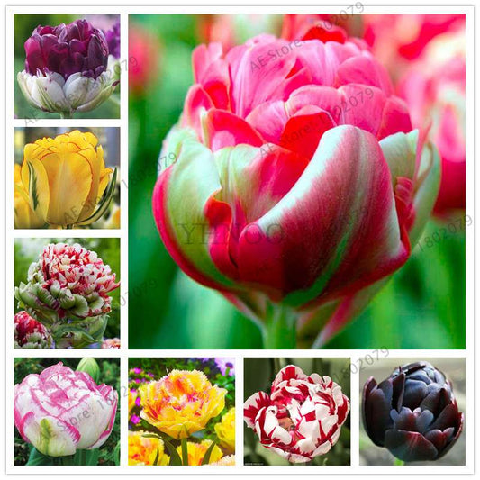 Rare Double Tulip Bulbs (Not Seeds) - 24 Colors, Fresh Flower Bulbs for Planting - Fast Shipping