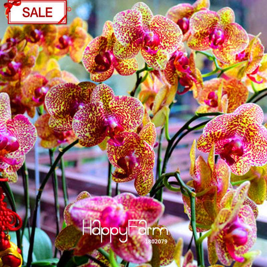Yellow Phalaenopsis Orchid Seeds - Perennial Potted Flowering Plants for Home Garden