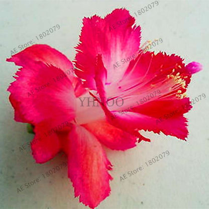 Mixed Color Christmas Cactus Seeds - Schlumbergera Bonsai Plant for Home & Garden Planting