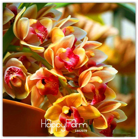 Yellow Cymbidium Faberi Orchid Seeds - Rare Pack for Potted Plants & Home Gardening