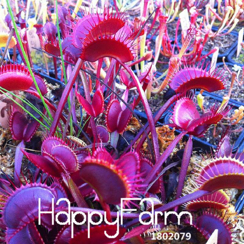 Venus Flytrap Seeds - Carnivorous Bonsai Plant for Garden, Terrarium & Home | 3 Varieties