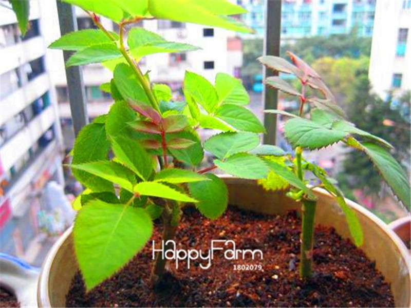 Purple & Green Rose Seeds - Premium Bonsai Flowers for Planting, Home Garden Gifts