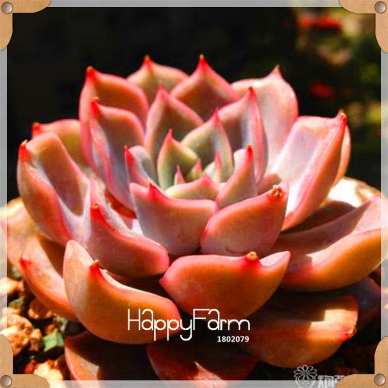 99 Rare Succulents & Lithops Seeds - Exotic Bonsai Plants, - Unique Office & Home Garden