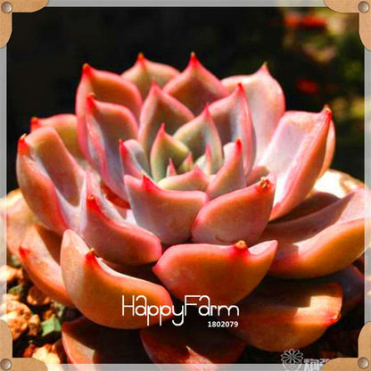 99 Rare Succulents & Lithops Seeds - Exotic Bonsai Plants, - Unique Office & Home Garden