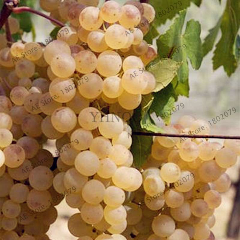 Kyoho Grape Seeds - Sweet Natural Fruit Seeds for Home Garden Planting, Fresh & Juicy