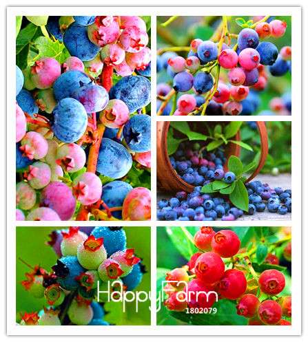Blueberry Seeds for Planting - Colorful Pink & Blue Fruit, DIY Potted Bonsai Tree Kit - Non-GMO Home Garden