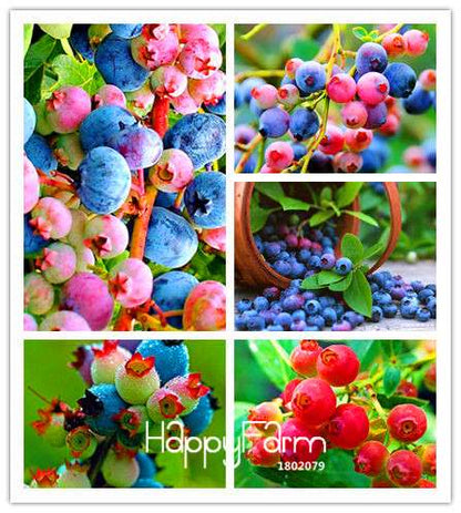 Blueberry Seeds for Planting - Colorful Pink & Blue Fruit, DIY Potted Bonsai Tree Kit - Non-GMO Home Garden