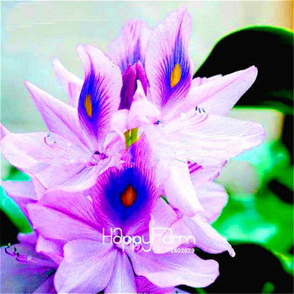 Lotus Seed Aquatic Plant Kit - DIY Home Garden Bonsai for Ponds & Terrariums