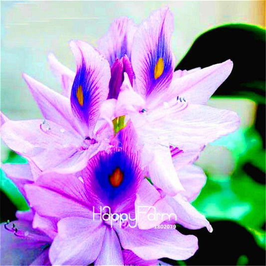 Lotus Seed Aquatic Plant Kit - DIY Home Garden Bonsai for Ponds & Terrariums