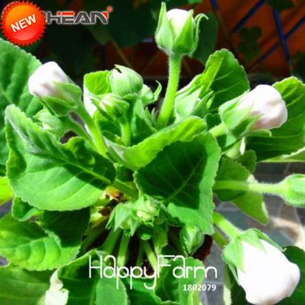 White Gloxinia Seeds - Perennial Sinningia Speciosa, Bonsai & Balcony Flowers - Easy Grow, Stunning Blooms