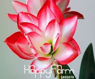 Amaryllis Seeds Bag - Rare Native Hippeastrum Flower Bulbs for Planting, Vibrant Blooms