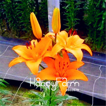 Lily Flower Seeds - Easy to Grow Bonsai Plants for Home & Garden | Fast Blooming