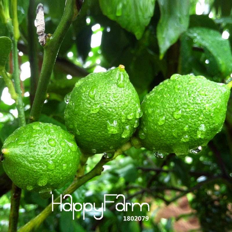 Lemon Seeds for Planting - Non-GMO Red Heart Citrus limon, Fruit Garden, Potted Bonsai, Indoor/Outdoor