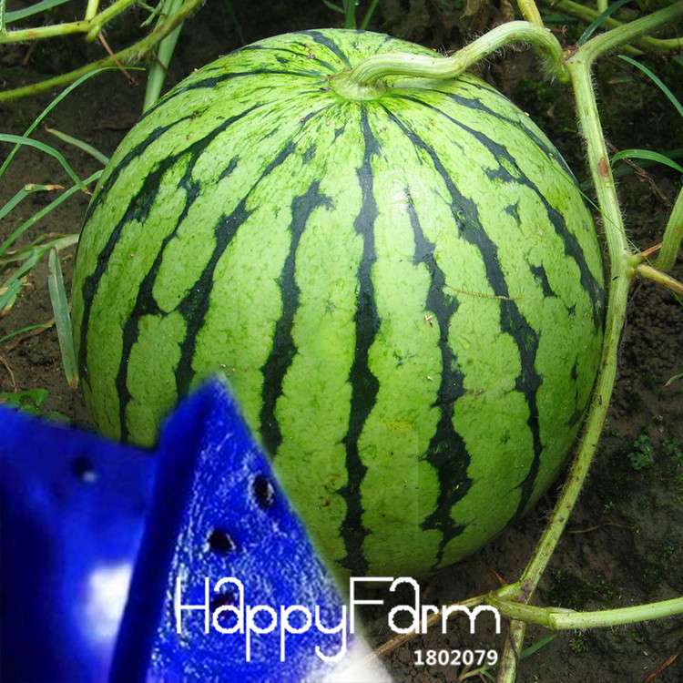 Blue Flesh Watermelon Seeds - Sweet, Non-GMO, Edible Fruit for Bonsai & Home Gardening