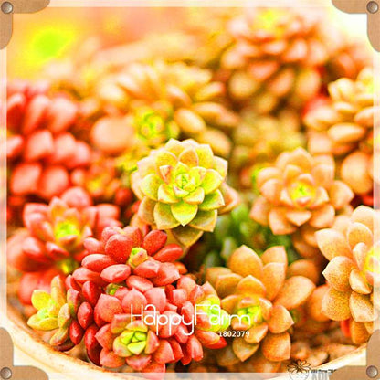 Rare Succulents Seeds - 99 Varieties, Lithops & Bonsai Plants for Office & Home
