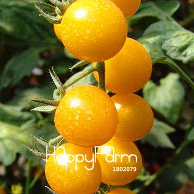 Giant Tomato Seeds for Home Garden - Sweet Pumpkin Tomato, Balcony & Container Planting