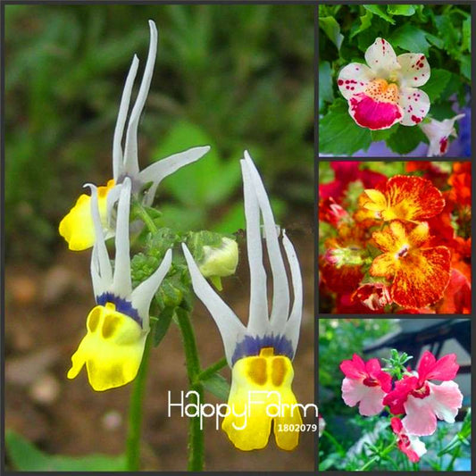 Fresh Nemesia Strumosa Seeds - Easy Grow Colorful Bonsai Flowers for Home Garden Planting