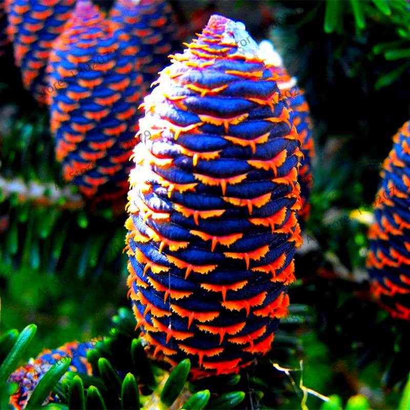 Korean Fir Seeds (Abies koreana) - Year-Round Bonsai Tree Planting, DIY Home Garden Decor & Landscaping