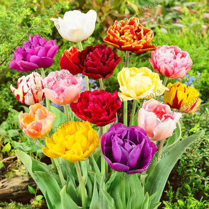 Rare Double Tulip Bulbs - Premium Imported Tulip Seeds for Home Garden Planting