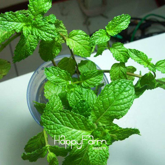 Fragrant Mint Seeds for DIY Home Garden - Balcony Potted Herb, Aromatic Plant & Perfume