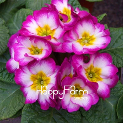 Rare Primrose Seeds (Primula malacoides) - Europe Bonsai Flower Seeds for Home Garden & Outdoor Planting
