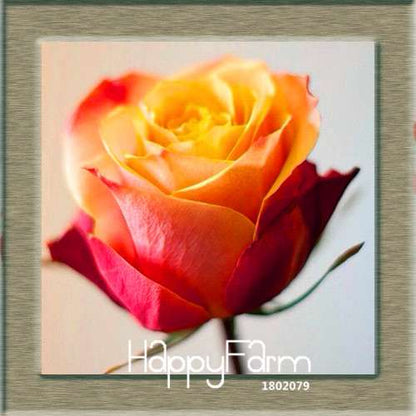 Pink & White Rose Seeds - 24 Rare Colors, for Balcony Planting, Potted Flower Garden