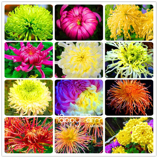 Fragrant Chrysanthemum Seeds - Colorful Bonsai Flower Seeds for Home Garden Planting