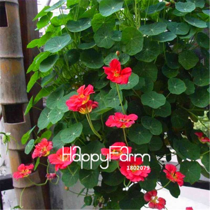 Rare Hanging Nasturtium Seeds - Vibrant Climbing Flowers for Garden & Containers