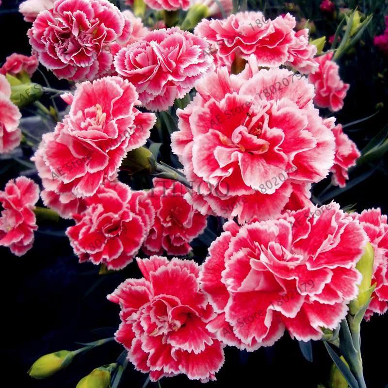 Dianthus Seeds - 24 Vibrant Colors, Easy to Grow, High Germination for DIY Garden Flowers | Fast Shipping