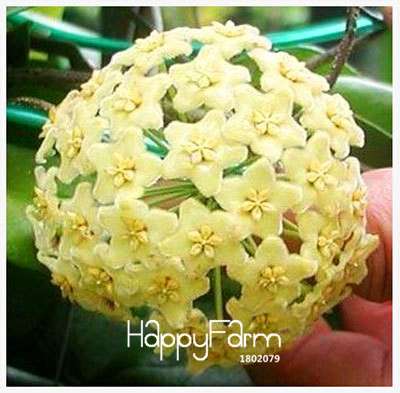 Buy Hoya Carnosa Seeds - for Home Garden, Potted Flower Seeds, Easy to Grow