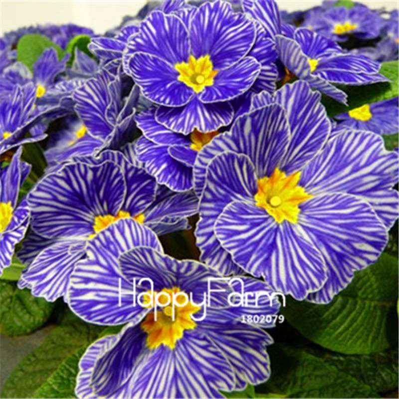 Rare Primrose Seeds (Primula malacoides) - Europe Bonsai Flower Seeds for Home Garden & Outdoor Planting