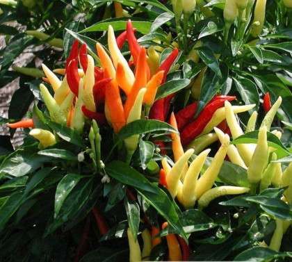 Giant Spicy Red Chili Pepper Seeds - Hot Heirloom Plants for Garden, Pots & Balcony - Non-GMO Bonsai Seeds