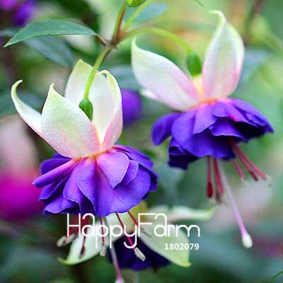 Fuchsia Flower Seeds - Pink Purple Bell Hanging Plants for Pots, Home & Garden