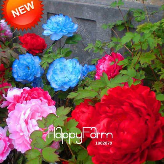 25-Color Chinese Peony Seeds - Grow Stunning Bonsai & Potted Flowers| Authentic & Easy to Plant