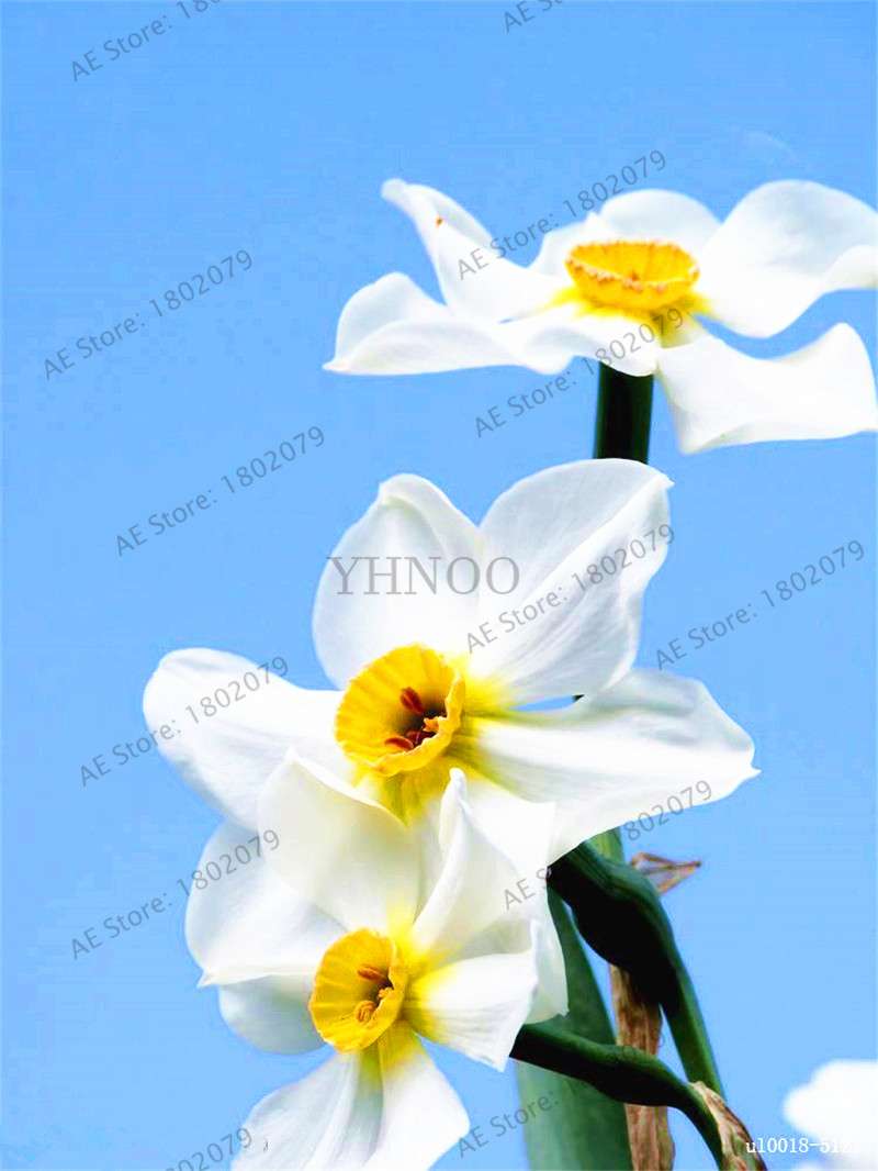 Double Petal Daffodil Bonsai Seeds - Aquatic Plant Seeds for Home Garden Planting