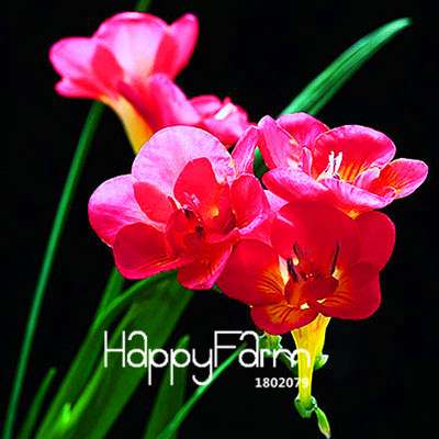 Premium Purple Freesia Seeds - Vibrant Orchid-Like Blooms for Home Garden