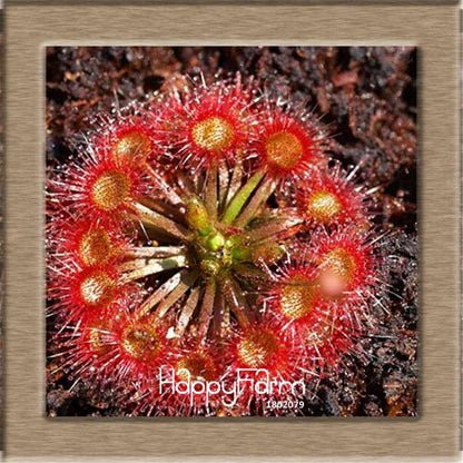 Sundew Seeds - Carnivorous Plant for Bonsai & Garden | Easy-Grow Potted Houseplant