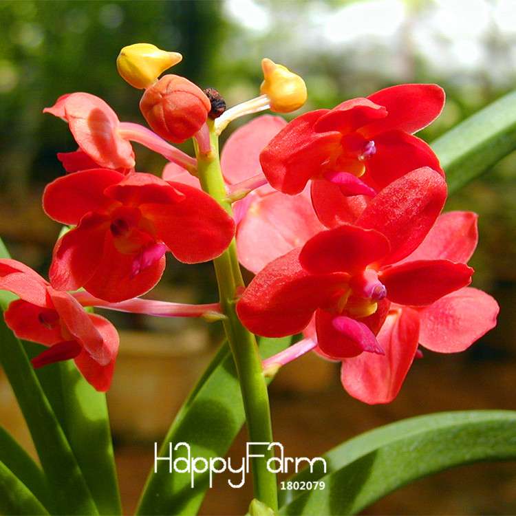 Pink Cymbidium Orchid Seeds - for Balcony Planting, Vibrant Potted Flower Seeds for Home Garden