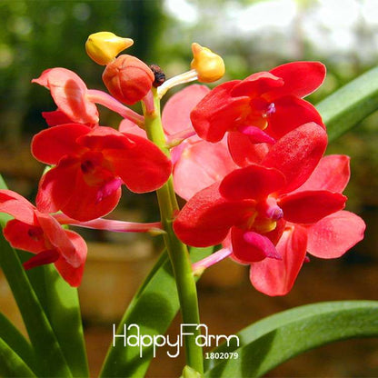 Pink Cymbidium Orchid Seeds - for Balcony Planting, Vibrant Potted Flower Seeds for Home Garden