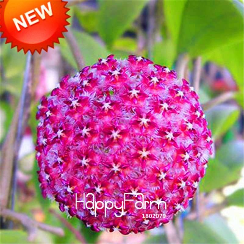 Buy Hoya Carnosa Seeds - Potted Flower Seeds for Home Garden Planting, Perennial Orchid-Like Blooms