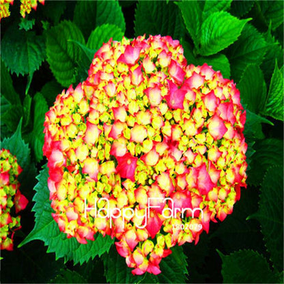 Mixed Hydrangea Seeds - Vibrant Home Garden Flowers for Bonsai & Planting