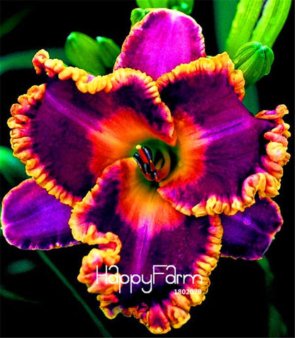 Hybrid Daylily Seeds - Colorful Hemerocallis Lily for Home Garden & Bonsai | Fast-Growing Flower Seeds