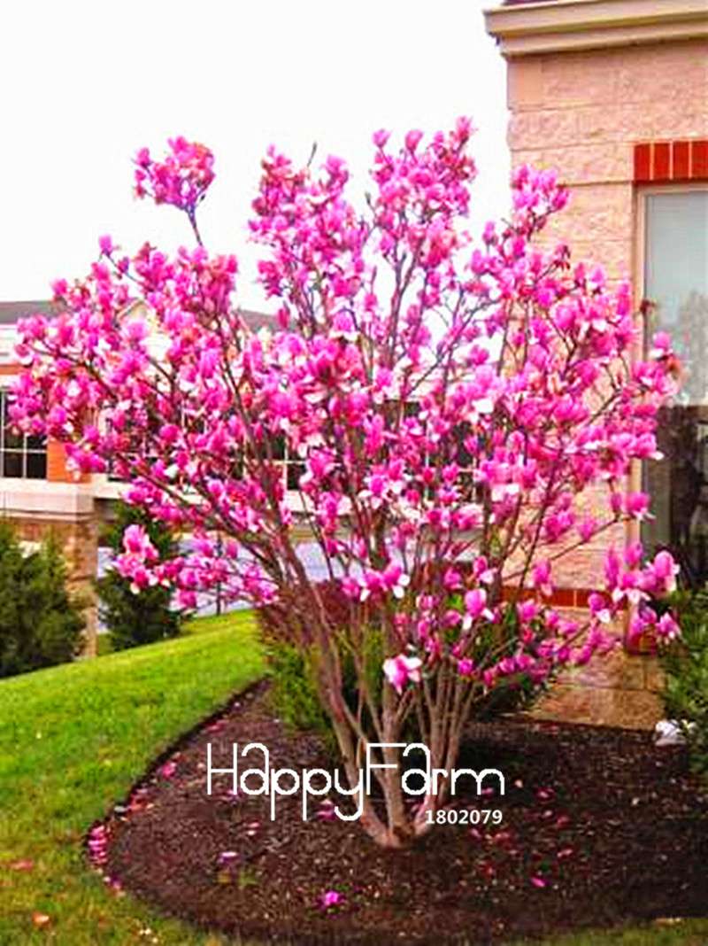 Magnolia Flower Seeds for Planting - DIY Home Garden, Ornamental Tree Seeds