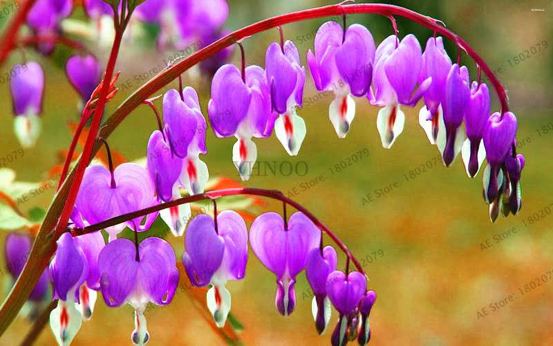Bleeding Heart Seeds (Dicentra Spectabilis) - Orchid Seeds for Pots & Cottage Gardens